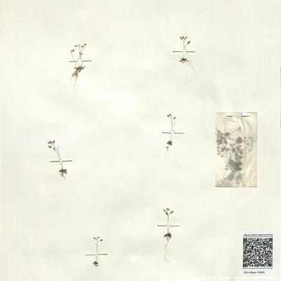 Erophila verna (L.) Chevall. subsp. praecox (Stev.) Walters -  RO-HSepv 16054 photo