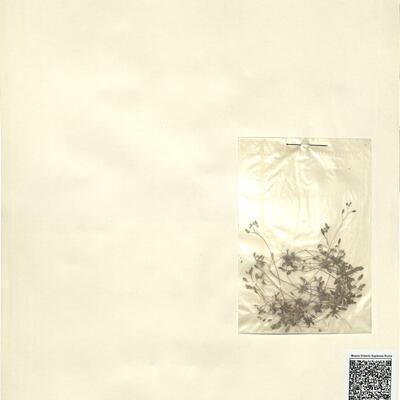 Erophila verna L.  -  RO-HSepv 13124 photo