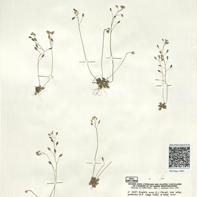 Erophila verna (L.) Chevall. inter subsp. spathulata (A.F. Láng) Vollm. et subsp. verna -  RO-HSepv 16057 photo