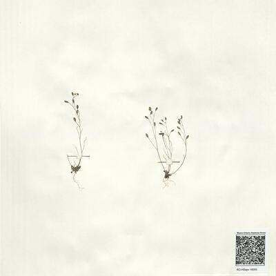 Erophila verna (L.) Chevall. subsp. spathulata (A.F. Láng) Vollm.  -  RO-HSepv 16055 photo