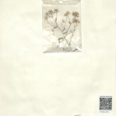 Kernera boissieri Reut. -  RO-HSepv 15074 photo