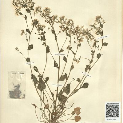 Cochlearia officinalis L. -  RO-HSepv 12182 photo