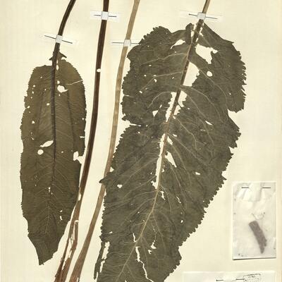 Armoracia rusticana P. Gaertn. & al.  -  RO-HSepv 13097 photo