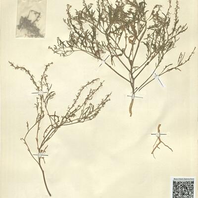 Tetracme recurvata Bunge -  RO-HSepv 11277 photo