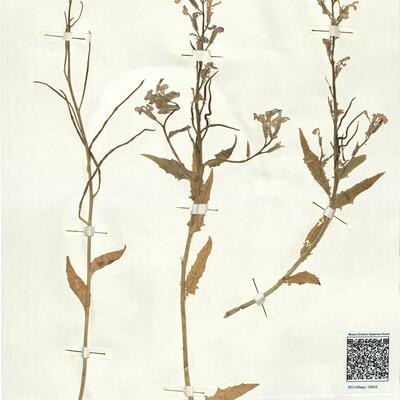 Hesperis laciniata All. subsp. spectabilis (Jord.) Rouy & Fouc. -  RO-HSepv 16953 photo