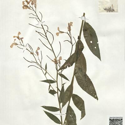 Hesperis matronalis L. subsp. matronalis -  RO-HSepv 19007 photo