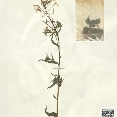 Hesperis sylvestris Crantz subsp. sylvestris -  RO-HSepv 13132 photo