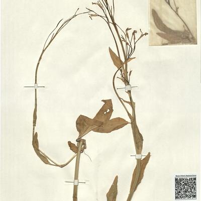 Hesperis tristis L. -  RO-HSepv 13133 photo