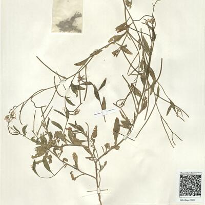 Malcolmia africana (L.) R. Brown -  RO-HSepv 15079 photo