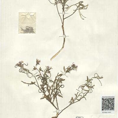 Malcolmia arenaria (Desf.) DC. var. arenaria subvar. dasycarpa (Faure & Maire) Maire -  RO-HSepv 16070 photo