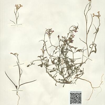 Malcolmia flexuosa (Sm.) Sm. subsp. naxensis (Rech. f.) A. Stork  -  RO-HSepv 15080 photo