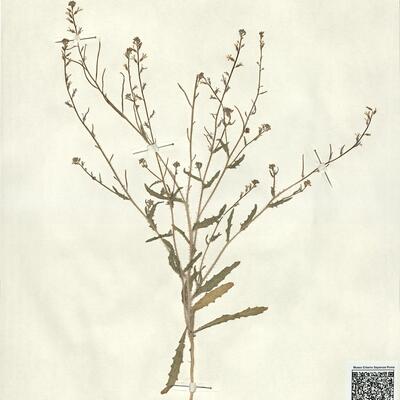 Strigosella grandiflora (Bunge) Botsch. -  RO-HSepv 13143 photo