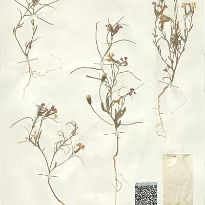 Malcolmia lacera (L.) DC. subsp. broussonetii (DC.) Greuter & Burdet -  RO-HSepv 15081 photo