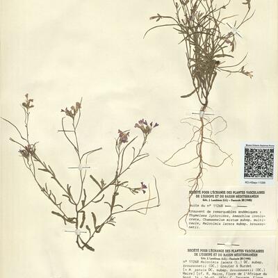 Malcolmia lacera (L.) DC. subsp. broussonetii (DC.) Greuter & Burdet  -  RO-HSepv 11268 photo