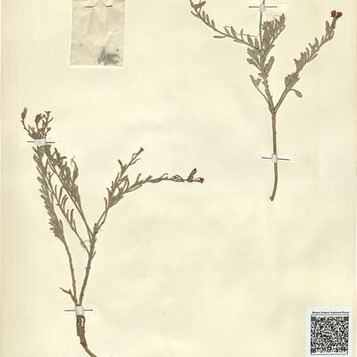 Malcolmia littorea (L.) R. Brown var. broussonetii Boiss. -  RO-HSepv 11269 photo