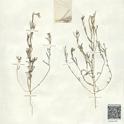 Eremobium longisiliquum (Coss.) Boiss. -  RO-HSepv 16950 photo