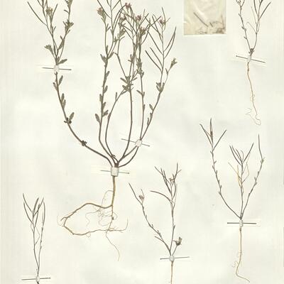 Malcolmia nana (DC.) Boiss.  -  RO-HSepv 15082 photo