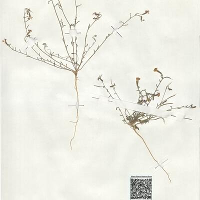 Malcolmia triloba (L.) Spreng. -  RO-HSepv 19017 photo