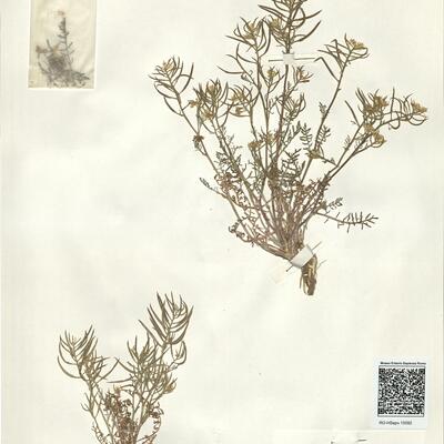 Sisymbrella aspera (L.) Spach subsp. praeterita Heywood  -  RO-HSepv 15092 photo