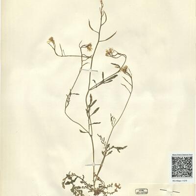 Sisymbrella aspera (L.) Spach subsp. pseudoboissieri (Degen) Heywood -  RO-HSepv 11275 photo