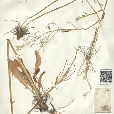 Sisymbrium assoanum Loscos & Pardo -  RO-HSepv 14098 photo