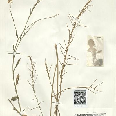 Sisymbrium austriacum Jacq. subsp. erysimifolium (Pourr.) Rouy & Fouc. -  RO-HSepv 15093 photo