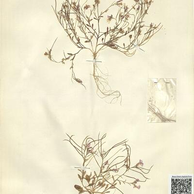 Maresia doumetiana (Coss.) Batt.  -  RO-HSepv 11270 photo