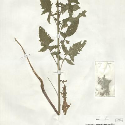 Sisymbrium loeselii L. -  RO-HSepv 19022 photo