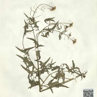 Sisymbrium loeselii L. -  RO-HSepv 15094 photo