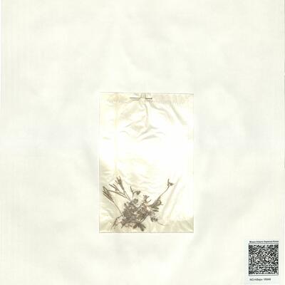 Drabopsis nuda (Bél.) Stapf -  RO-HSepv 16949 photo