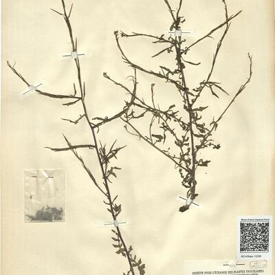 Sisymbrium officinale L. var. leiocarpum DC. -  RO-HSepv 12208 photo
