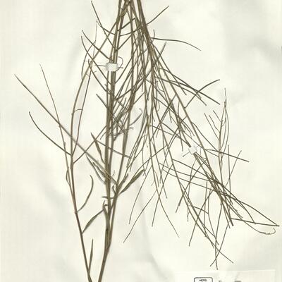 Sisymbrium orientale L.  -  RO-HSepv 15095 photo