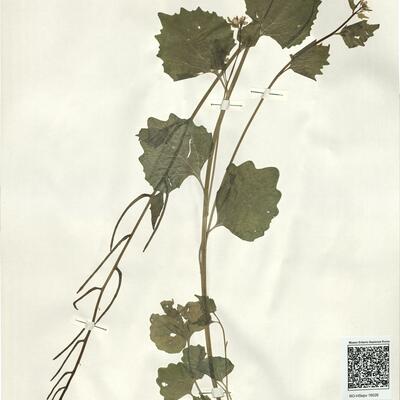 Alliaria petiolata (Bieb.) Cav. & Grande -  RO-HSepv 16026 photo