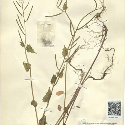 Alliaria petiolata (Bieb.) Cav. & Grande -  RO-HSepv 12164 photo