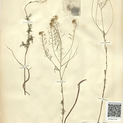 Descurainia sophia (L.) Webb ex Prantl -  RO-HSepv 12185 photo