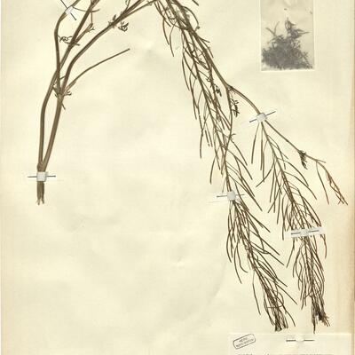 Descurainia sophia (L.) Webb ex Prantl -  RO-HSepv 12184 photo