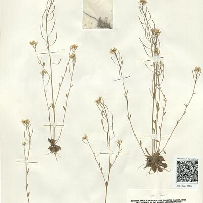 Arabidopsis suecica (Fries) Norrlin -  RO-HSepv 15044 photo