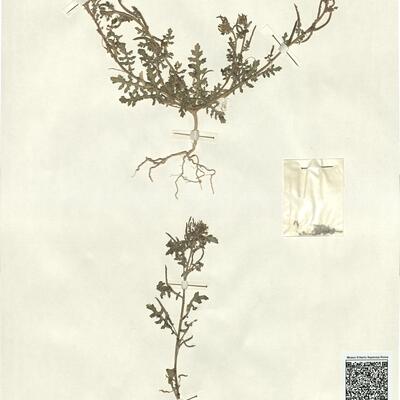 Sisymbrium supinum L. -  RO-HSepv 13142 photo