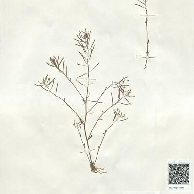 Arabidopsis thaliana (L.) Heynh. -  RO-HSepv 18990 photo