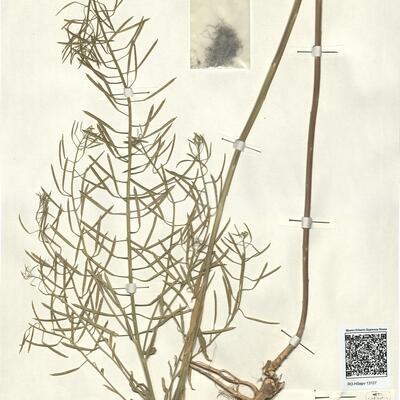 Erysimum cheiranthoides L. subsp. altum Ahti -  RO-HSepv 13127 photo