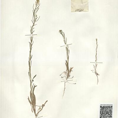 Erysimum incanum G. Kunze -  RO-HSepv 14077 photo