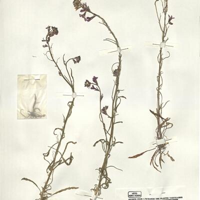 Erysimum linifolium (Pourr. ex Pers.) Gay (s.str.) -  RO-HSepv 14078 photo