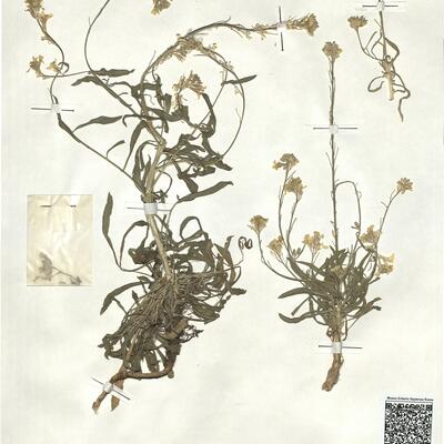 Erysimum raulinii Boiss. -  RO-HSepv 17933 photo