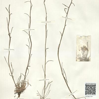 Erysimum rhaeticum (Schleich. ex Hornem.) DC.  -  RO-HSepv 15071 photo