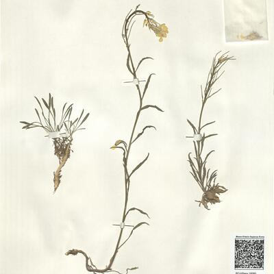 Erysimum seipkae Polatschek -  RO-HSepv 16060 photo