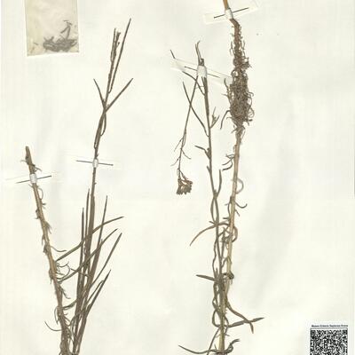 Erysimum semperflorens (Schousb.) Wettst. -  RO-HSepv 15072 photo