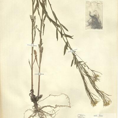 Erysimum virgatum Roth -  RO-HSepv 12190 photo