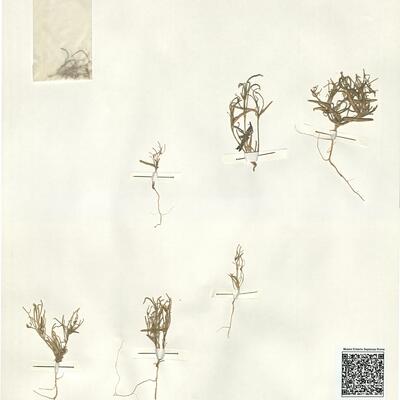 Leptaleum filifolium (Willd.) DC.  -  RO-HSepv 14089 photo