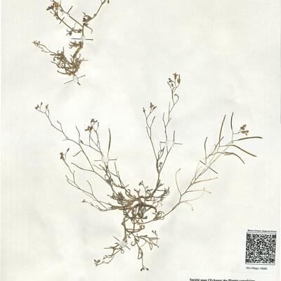 Ammosperma cinereum (Desf.) Baillon -  RO-HSepv 18989 photo