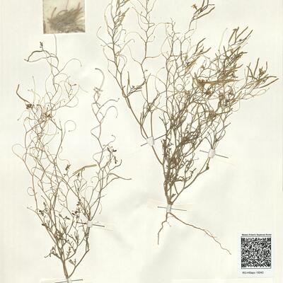Ammosperma cinereum (Desf.) Baillon f. cinereum -  RO-HSepv 15043 photo